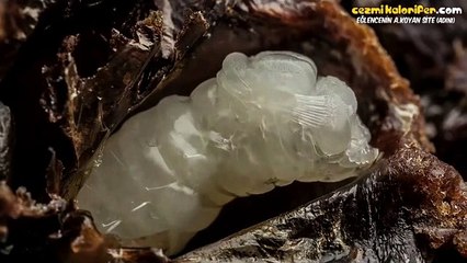 Arıların Doğum ve Gelişim Evreleri