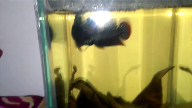 Malaysia Wild Imbellis vs Giant Plakat Betta [Sparing Test]
