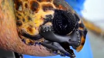 World's First 3d Printed Prosthetic Jaw Implanted to a Sea Turtle - Dünyada ilk defa bir caretta carettaya 3D çene protezi takıldı