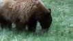 DISCOVERING THE BLACK BEAR - Discovery/Animals/Nature (documentary)