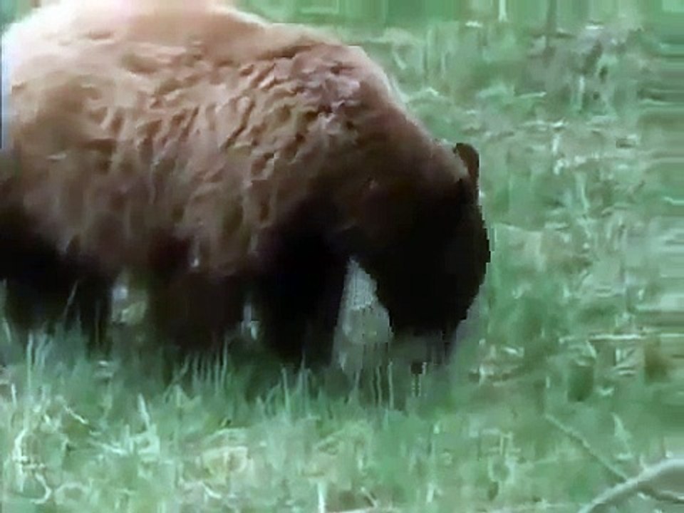 DISCOVERING THE BLACK BEAR - Discovery/Animals/Nature (documentary)