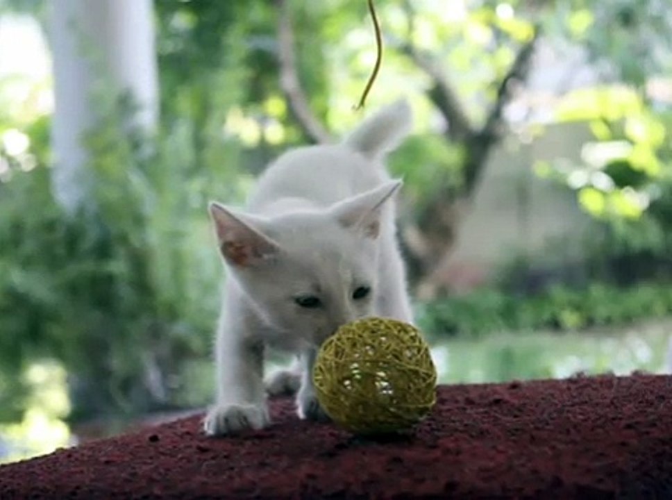 CAT ADOPTION - CARA WELFARE PHILS.