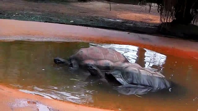 Eisbären Yoghi und Giovanna mit der blauen Ostertonne - Riesenschildkröten - Tierpark Hellabrunn
