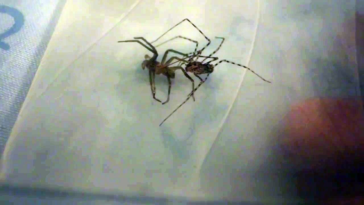 Araña Rincón vs Tigre