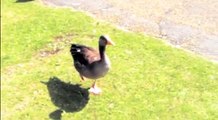 Beautiful Dancing Birds of Hyde Park