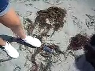 dead jelly fish explodes by (ana)