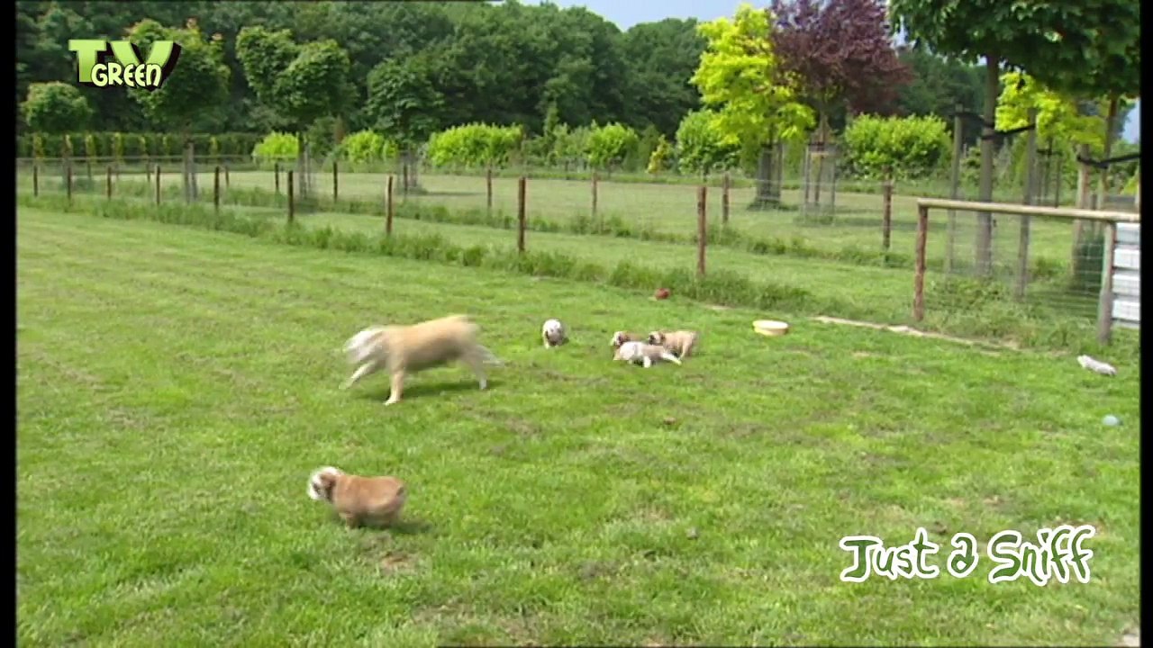 Just a Sniff - English Bulldog & puppies #04