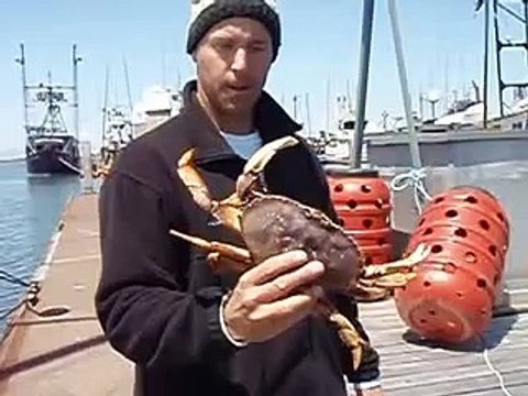 Dungeness Crabs- How to quickly clean a live crab