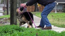 Rescue of Beautiful German Shepherd from Busy Houston Street Before Being Struck by Truck!