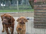 IVETTE & DARELL : DOGOS DE BURDEOS - DOGS CLUB-