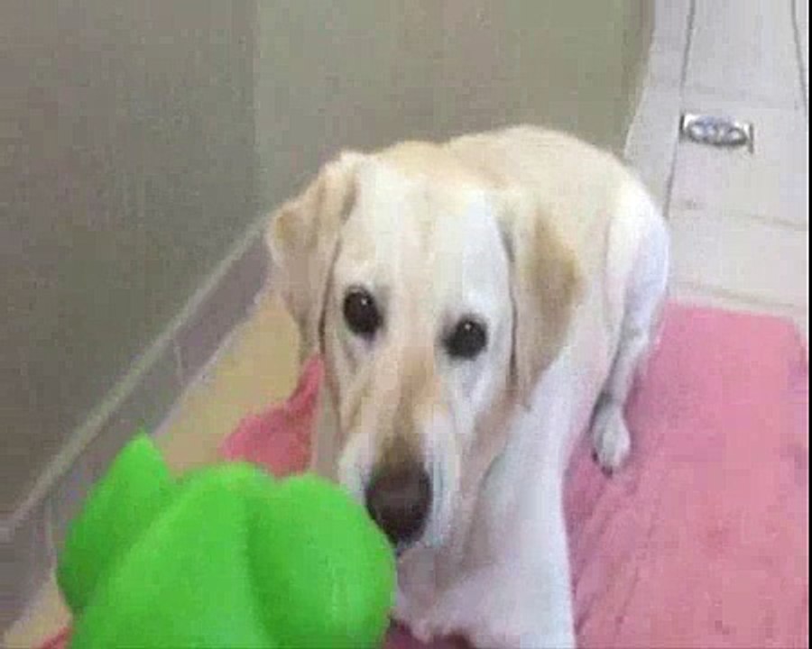 Uma Tarde Canina