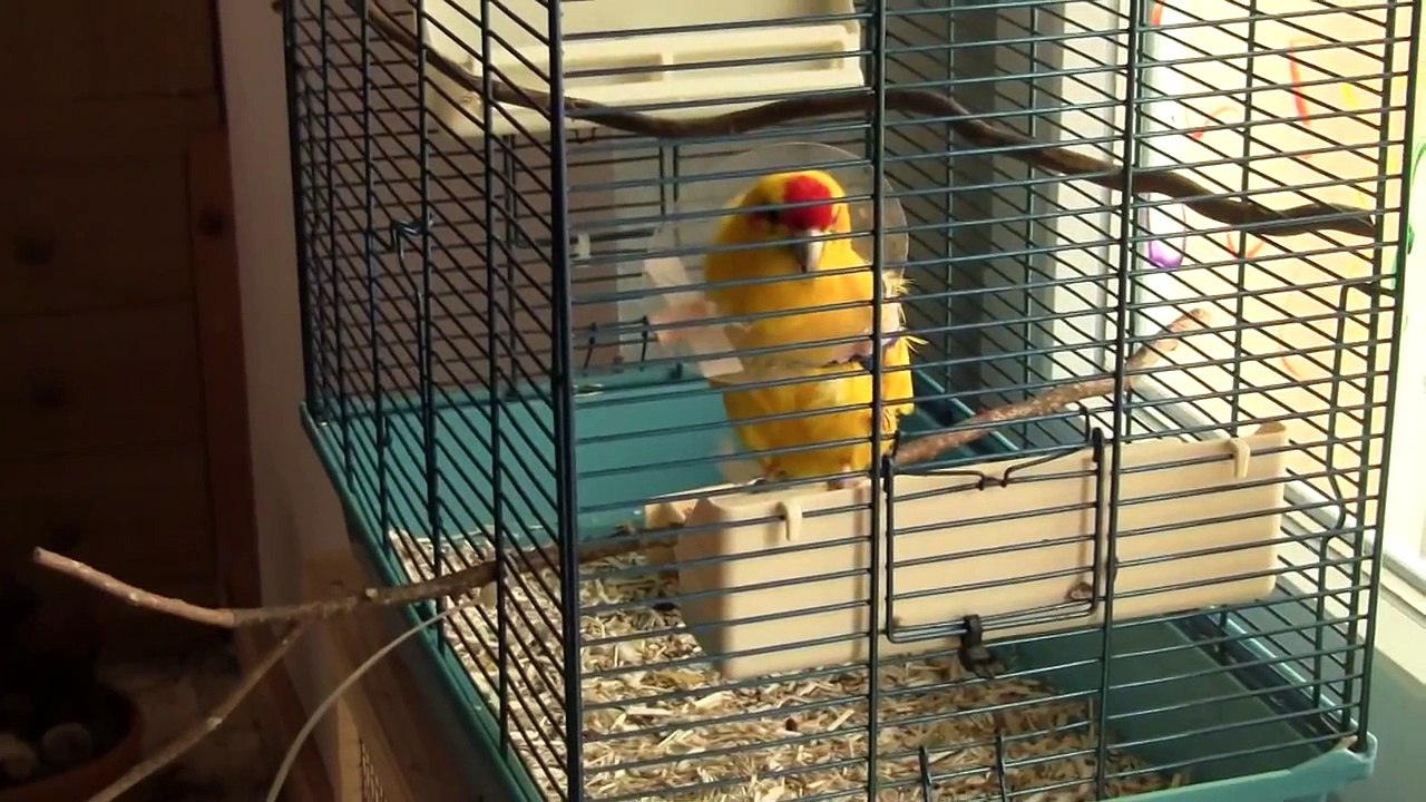 Ziegensittich mit gebrochenem Fluegel