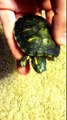 Red Eared Slider Hybrid Between a Yellow Bellied Turtle?
