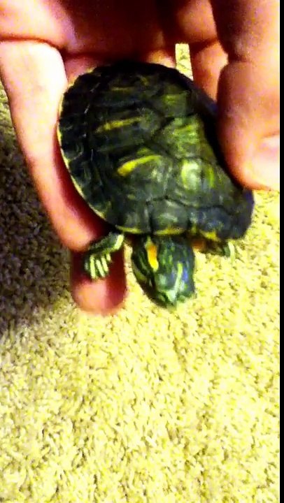 Red Eared Slider Hybrid Between a Yellow Bellied Turtle?