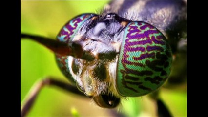 INCROYABLE !!! PREUVE DE L'EXISTENCE D'UN CREATEUR UNIQUE ALLAH