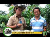 Variedades y Clones de Cacao en Ecuador del INIAP | Elproductor.com