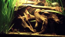 [HD] My big 3 inch Tiger barbs / 7,5cm Sumatrabarben [4/4]