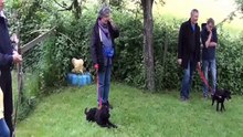 cours chiots 2