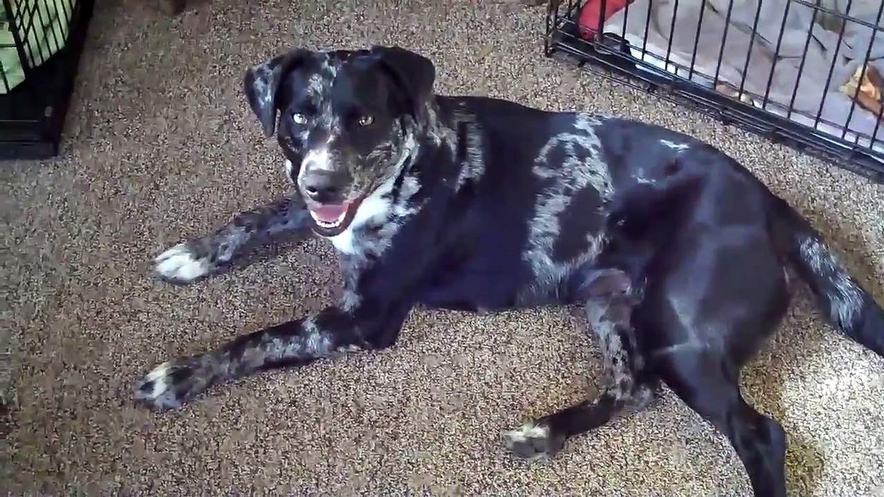 Cleo - Talking Catahoula Leopard Dog Speaks