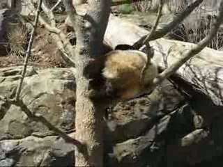 Tai's Tree Antics 03.25