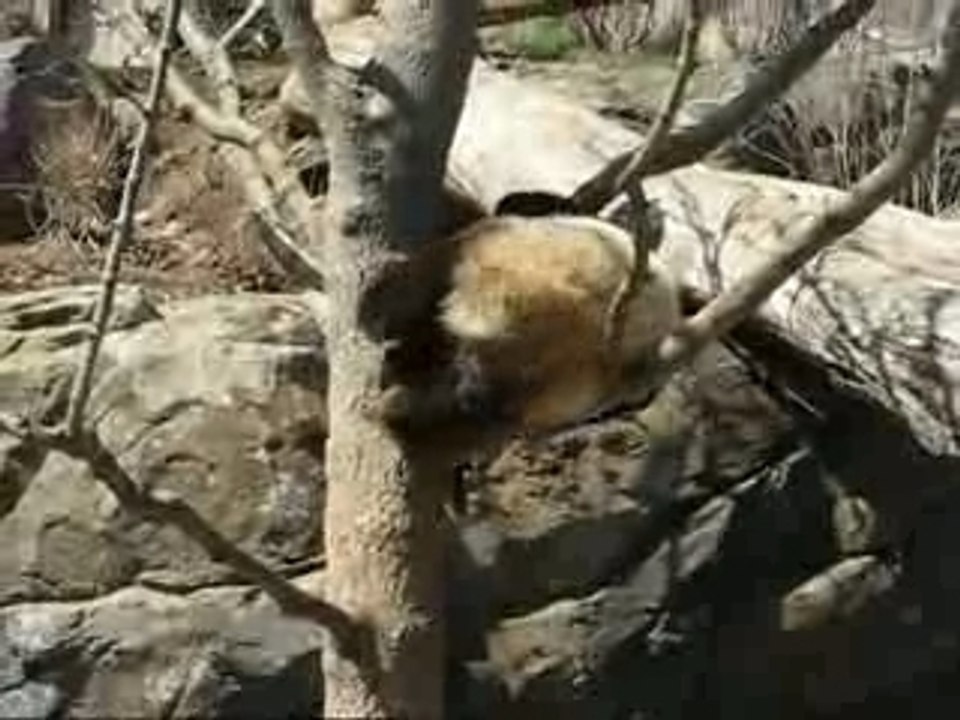 Tai's Tree Antics 03.25