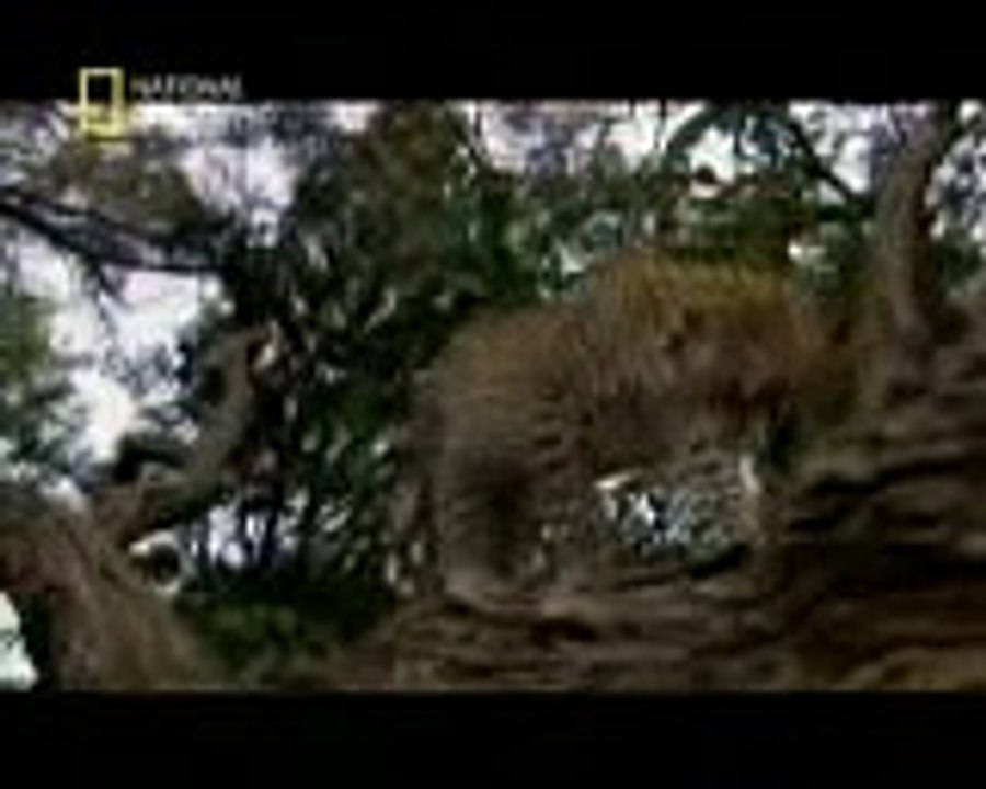 leopar ve babun