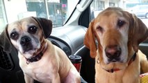 Ces deux chiens sont absolument hilarants lorsqu'ils reçoivent une friandise