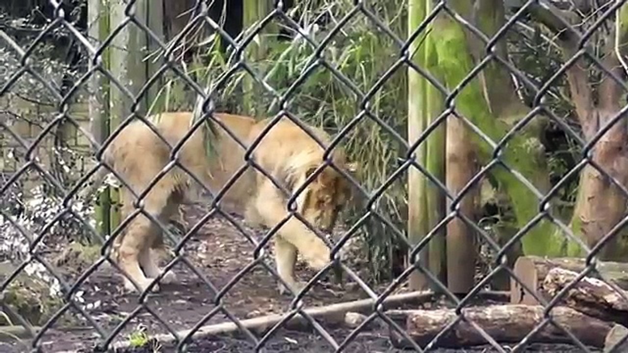 Asiatic Lions and Cubs, Bristol Zoo Gardens (23rd January 2012)