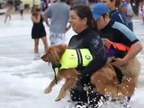 2012 Loews Dog Surfing Contest Best of Dog Surf Rides