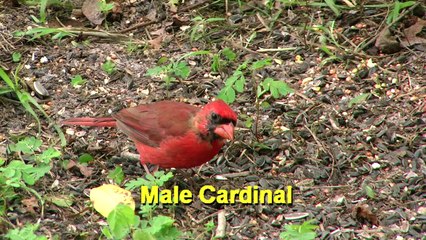 Cardinals eating Sunflower Seeds
