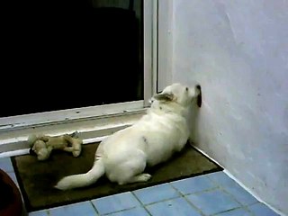 my dog licks walls.avi