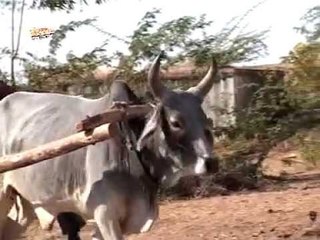 बैल री वार्ता कथा - भाग 3