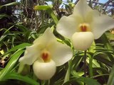 Paphiopedilum Armeni White (armeniacum x delenatii) white slipper orchid in full bloom