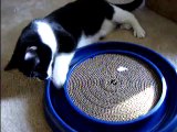 CAT SMART! Tango the Cat Outsmarts His Toy!