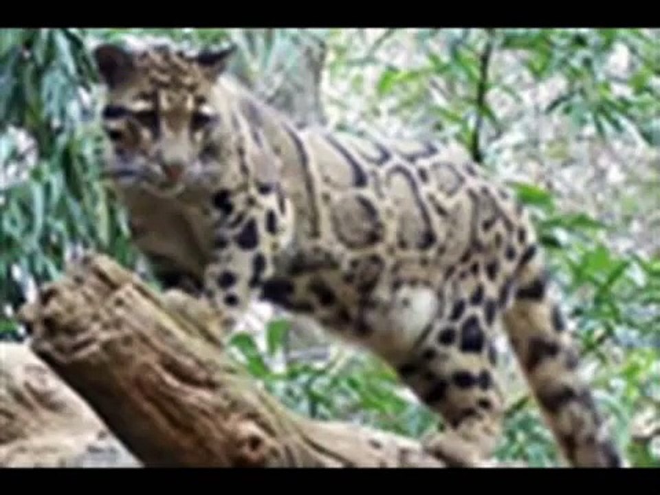 Save The Clouded Leopard!