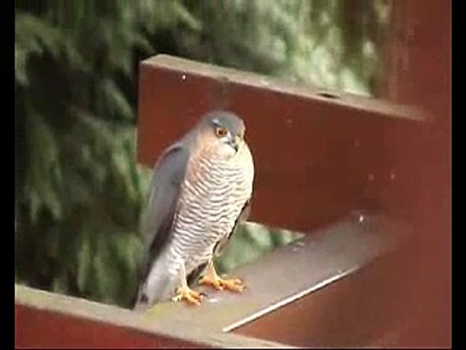 Sperber, Greifvogel