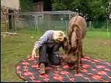 Lokalzeit Aachen Esel / donkeys on german TV