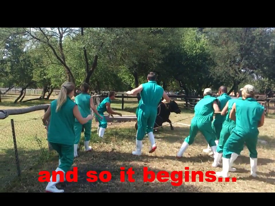 Cattle Casting 2013