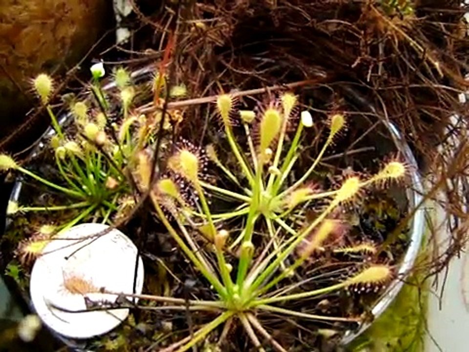 Drosera Intermedia: Tropical forms ~Sundews, Carnivorous Plants