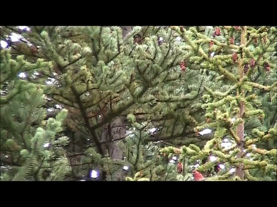 Pine Grosbeak