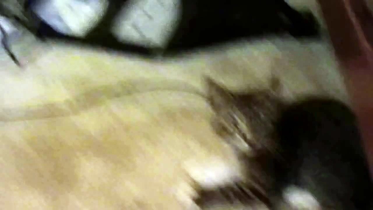 Mulder attacks a toy mouse