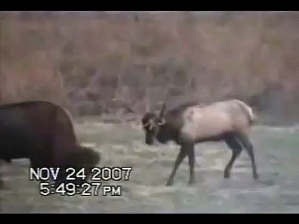 Buffalo Vs Elk