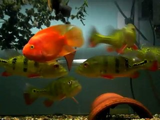 Peacock bass feeding!!!!!!   12/27/08