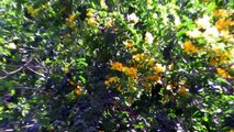 Cassia Tree Flowering Tree