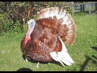 Silvio Santos - O Peru Que Fala - 1959 - Rádio Nacional