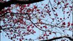 Ume Blossoms: Plum flowers at the Kitano Tenmangu, Kyoto 【HD】