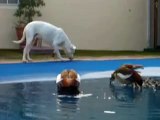 Dog chasing Ducks chasing Dog at Pool