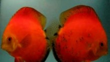 Marlboro discus