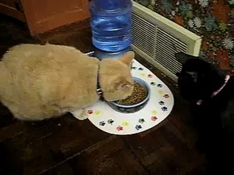 cat growling while eating