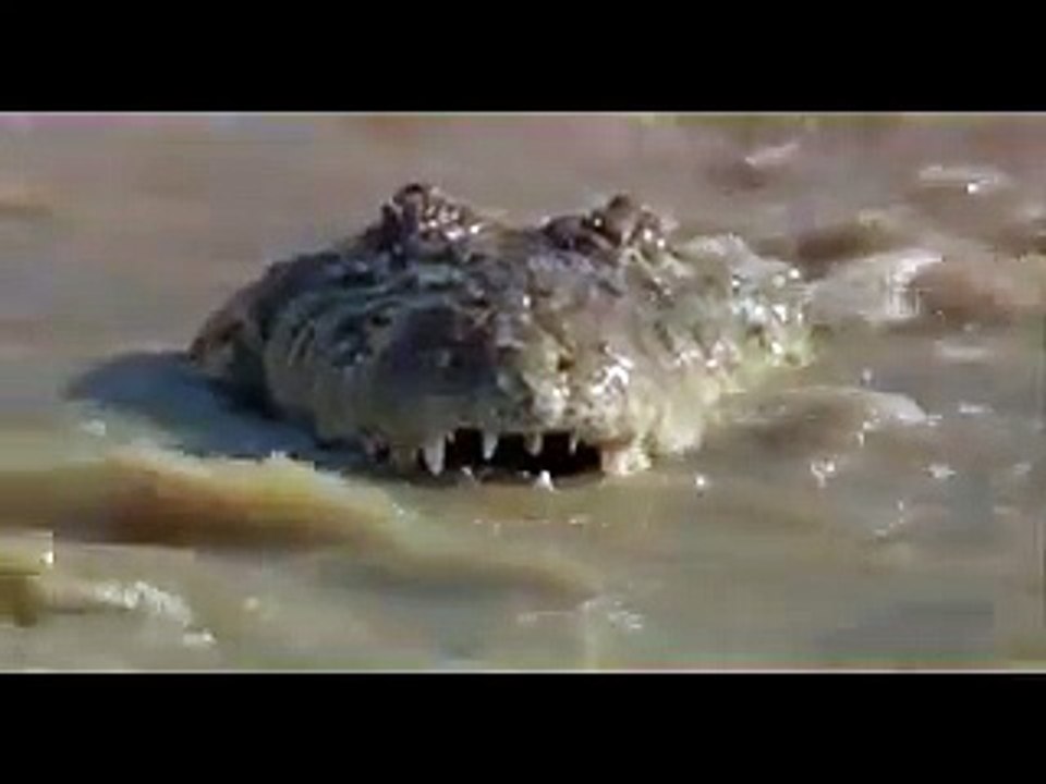 CROCODILE EATS LION!!!   Leon enfrenta a  Cocodrilo.